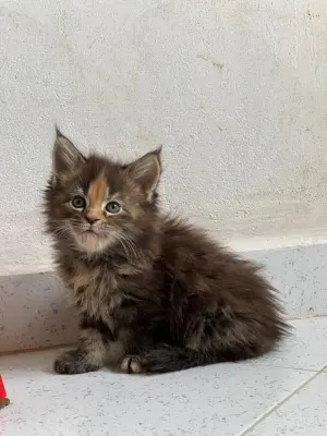 Maine coon - Chatons