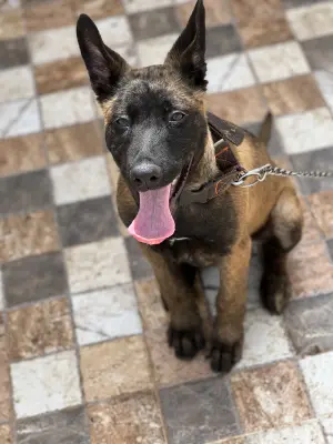 Chien malinois