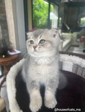 Chatons Scottish straight