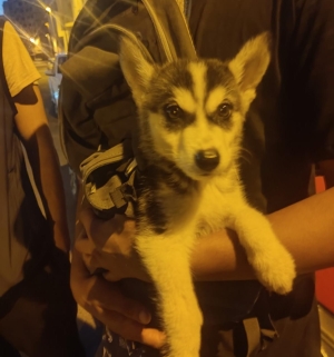 Husky