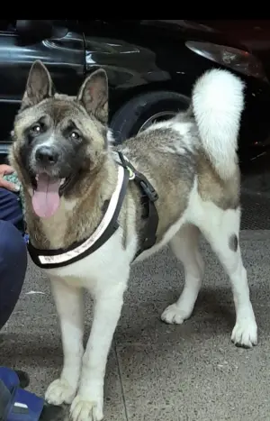 Akita