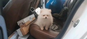 Spitz pomeranian nain