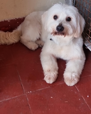 Bichon maltais