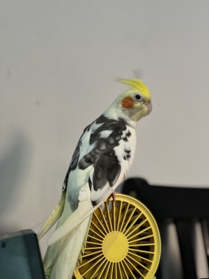 Calopsitte dressée male