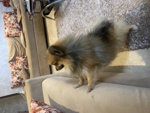 Spitz nain