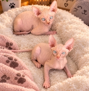 Sphynx chaton