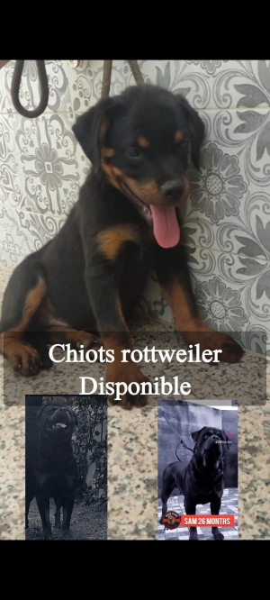 Chiots rottweiler à vendre