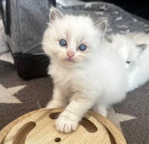 Ragdoll kitten