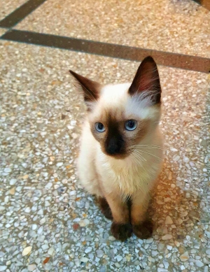 Adorable chatonne siamoise
