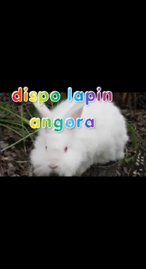 lapin angora