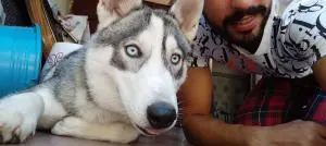 Husky