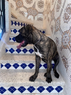 cane corso