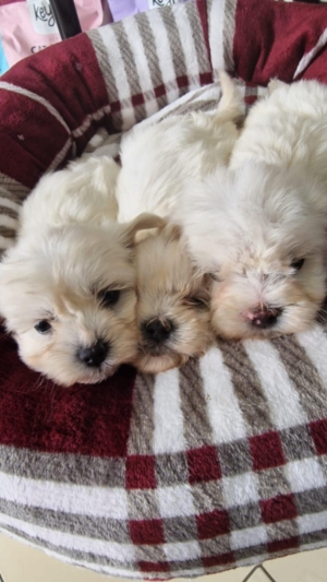 Bichon Maltais 💥