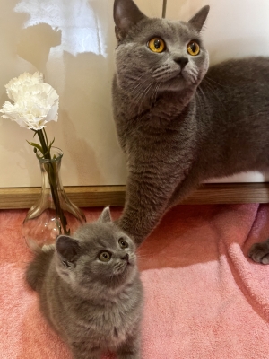 Chaton British Shorthair