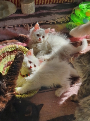 Père mainecoon mère british