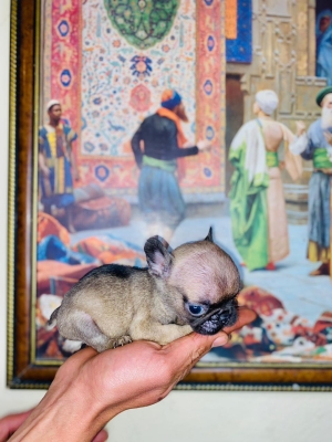 chiots bouledogues français à vendre