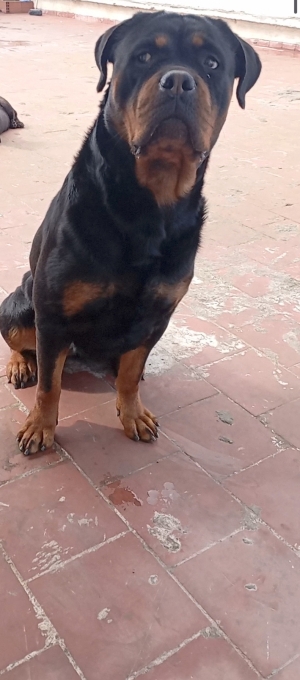 Femelle rottweiler discipliné