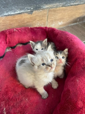 Une siamois tigré et un snowshoe