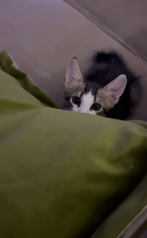 Chaton pour adoption casa