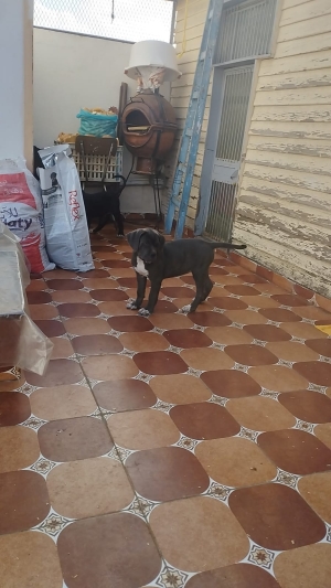 2 femmelle cane Corso pidecri