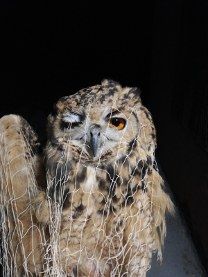 Hibou بومة