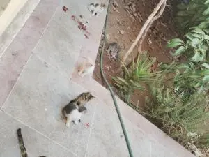 2 mères avec 8 chatons
