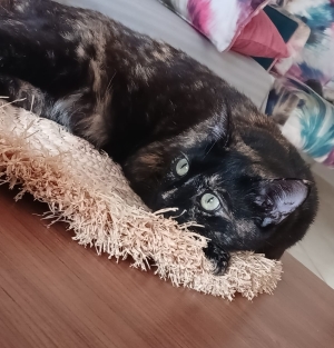 Chat (Hinata) en adoption [ 0 dhs ]