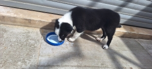Border collie