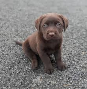 Labrador