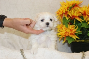 PUPPYS TOY