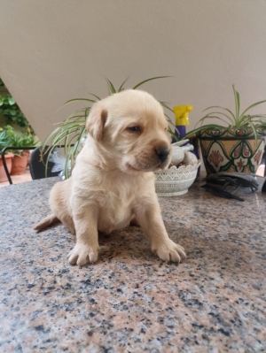 Labrador retriever