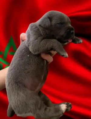 Disp chiot cane corso top d top