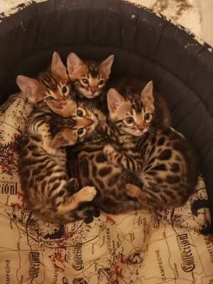 Bengal