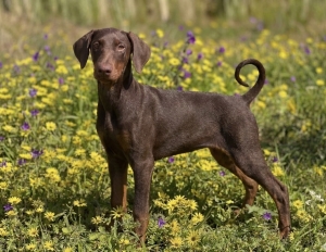 Chiot femelle Doberman avec pedigree à vendre pure race