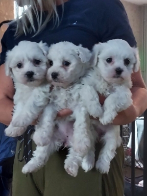 Bichons