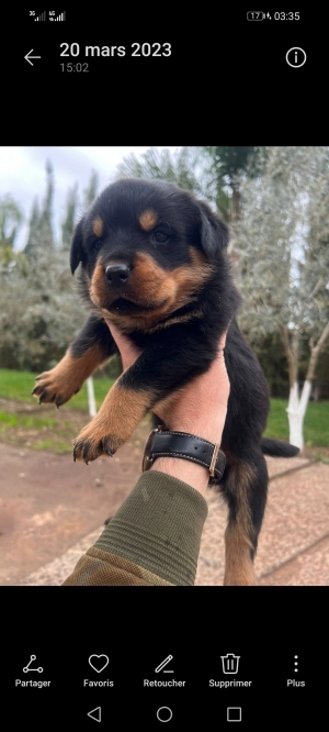 Rotweiller