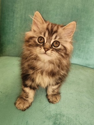 Chat british shorthair