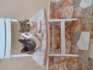 Familles d'accueil à Marrakech pour 2 chatons sœurs de 5 mois