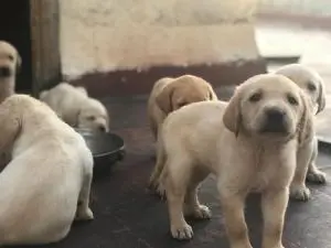 Des chiots labrador