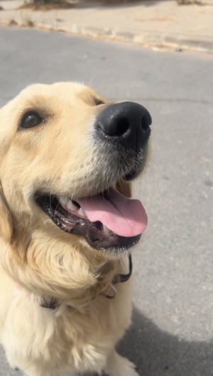 Golden retriever