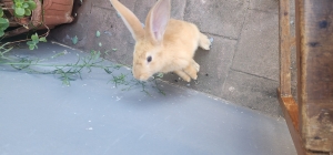 Lapin domestique (Fawn New Zealand Rabbit)
