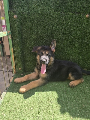 Chiot male berger allemand pedigree