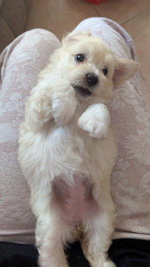 Bichon Havanais Femelle