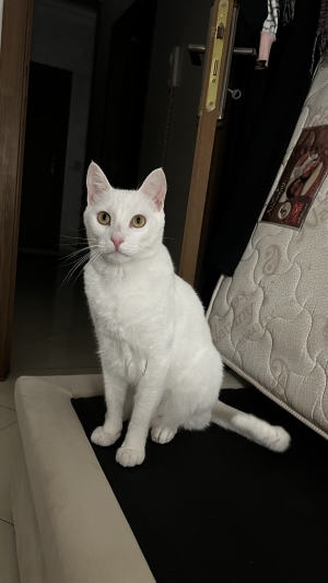 Turkich angora