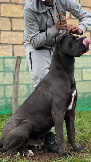 Disp chiot cane corso top d top