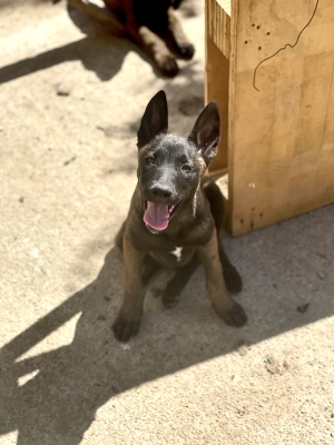 Femelle malinois