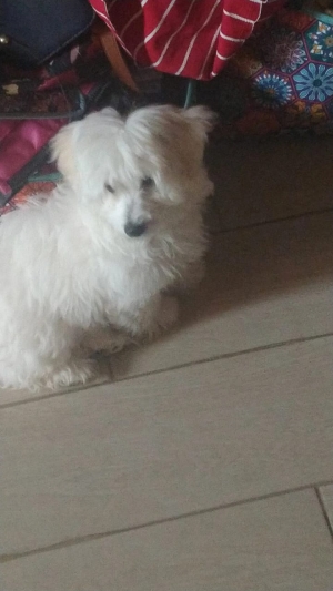 Chiot bichon maltaisa vendre