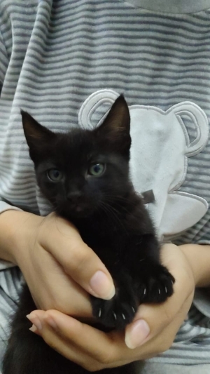 Trois adorables chatons âgés d'un mois cherchent une famille