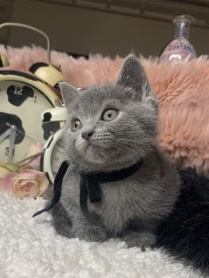 Chat British