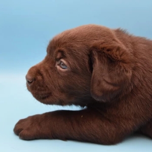 Labrador Chocolat 🍫